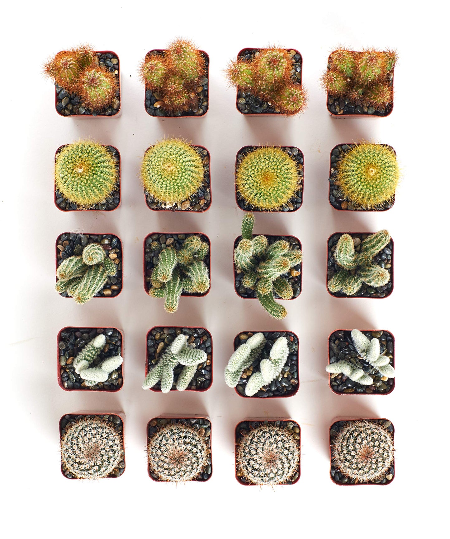 Shop Succulents | Cool Cactus Collection of Live Succulent Plants, Hand Selected Variety Pack of Cacti | Collection of 20