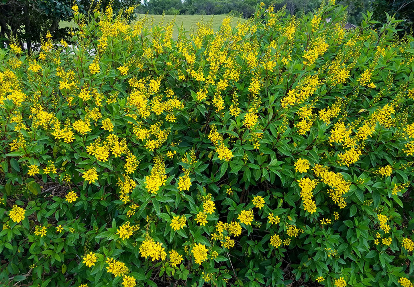 Thryallis | 1 Extra Large Trade 3 Gallon Plant | Galphimia glauca | Tropical Beauty | Year-Round Blooms