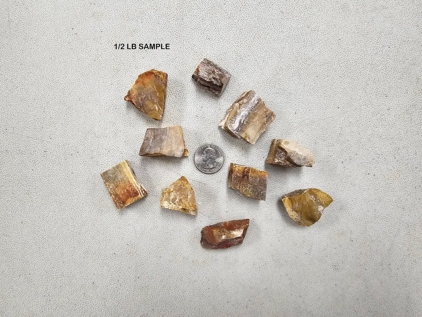 MINERALUNIVERSE Half Pound Petrified Wood Rough Stones - Bulk Petrified Wood - Raw Natural Stones & Crystals - Fountain Rocks for Tumbling, Polishing, Wire Wrapping, Reiki, Chakra Crystal Healing