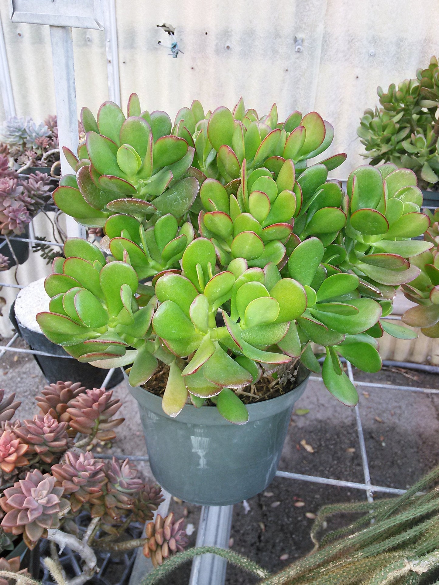 Jade Plant - Crassula ovuta - Easy to Grow - 6" Pot from jmbamboo
