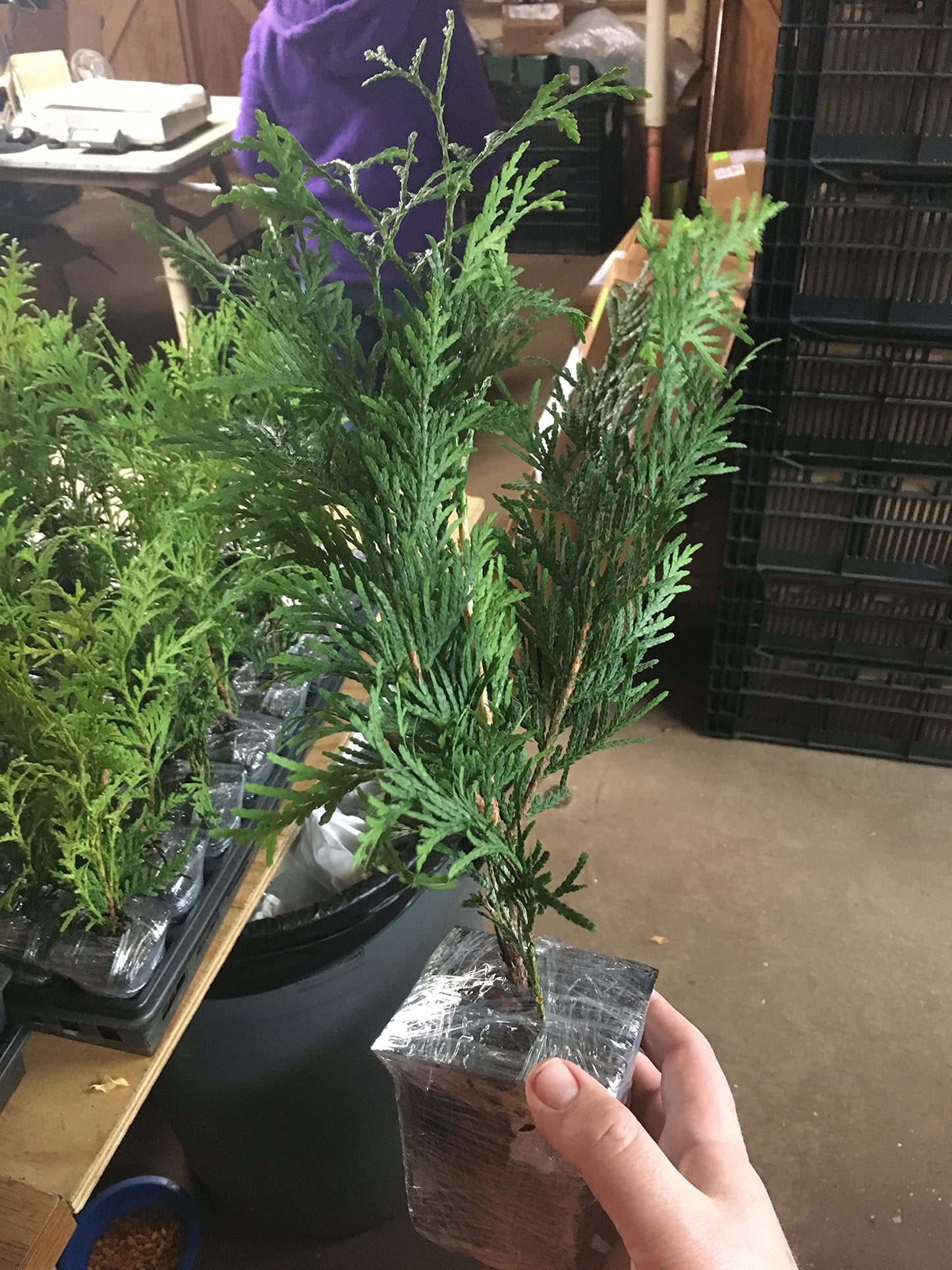 25 Thuja Green Giant Arborvitae 8-14" Tall Trees