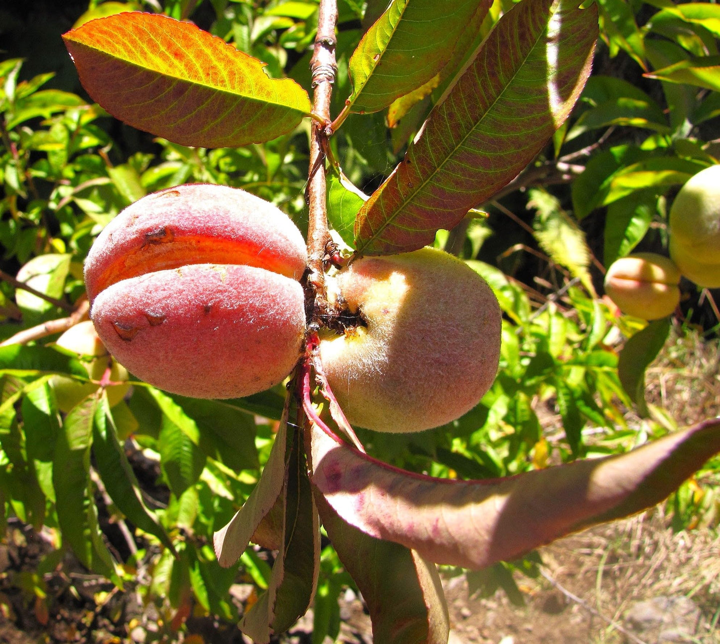 TomorrowSeeds - Nemaguard Peach Tree Seeds - 15+ Count - for 2026 Planting Prunus Persica Peaches Rootstock Nectarine Root Hardy Grafting Fruit Perennial Trees Pink Blossoms Grow Your Own Home Farm