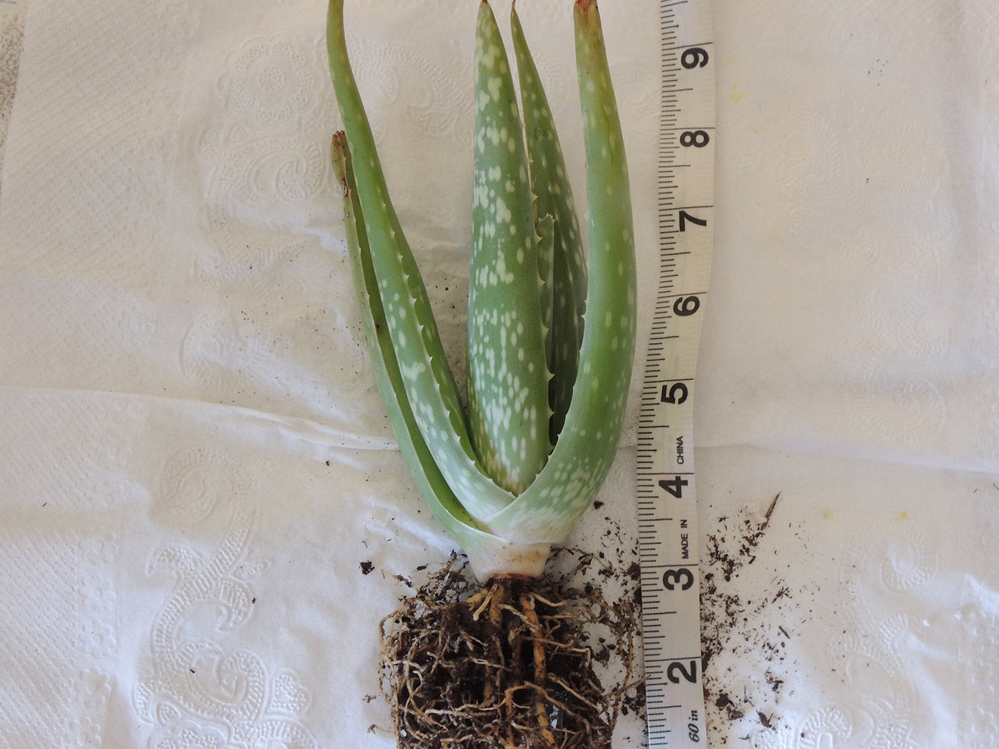 Two Healthy Strong Aloe Vera Plants 10-12 Inches Tall