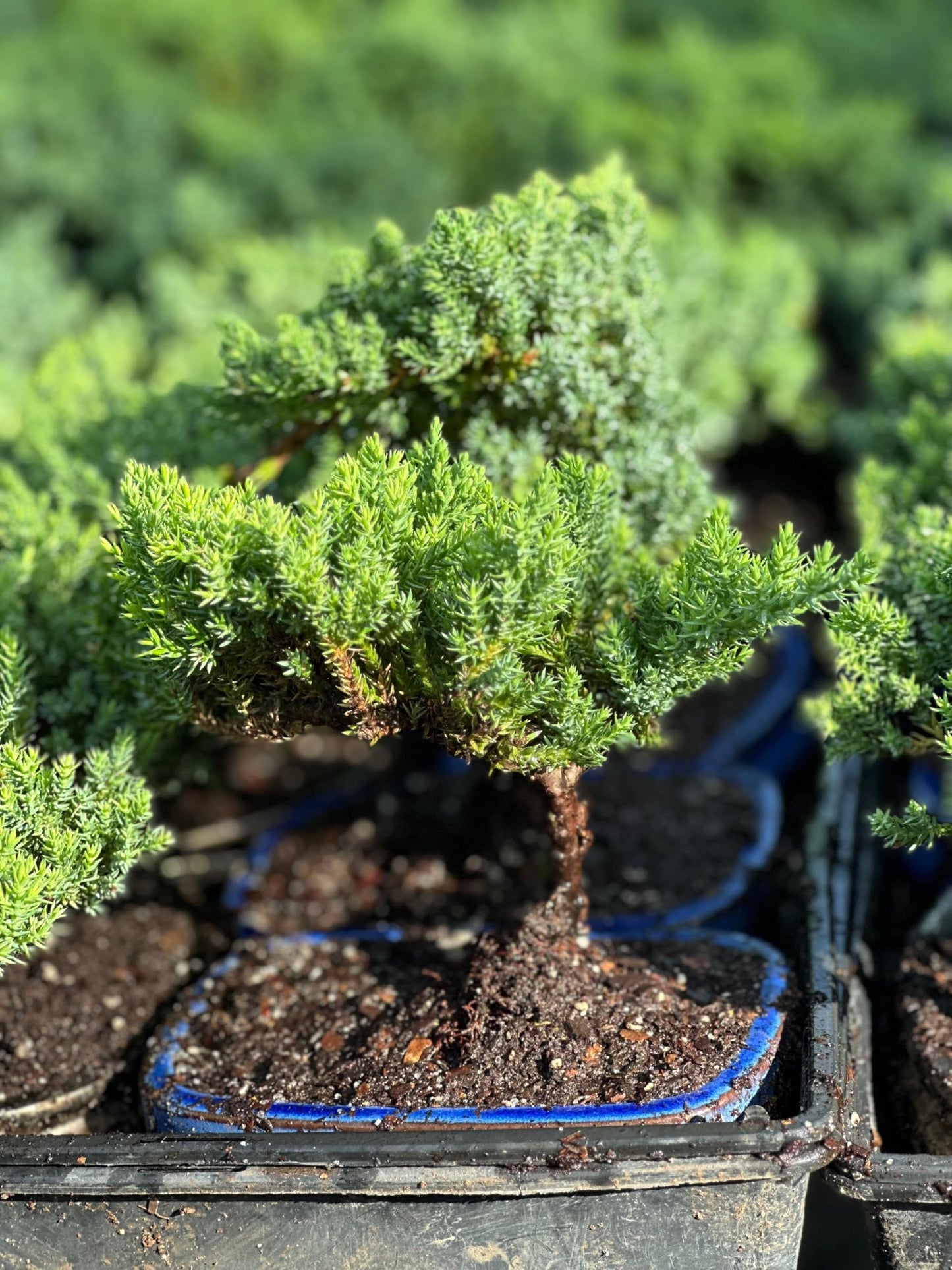 Live Dwarf Juniper Bonsai Tree | Potted in Large Ceramic Pot | 3 Years Old | 100% Handcrafted | Outdoor Bonsai | Unique Gift for Birthday, Graduation, Anniversary