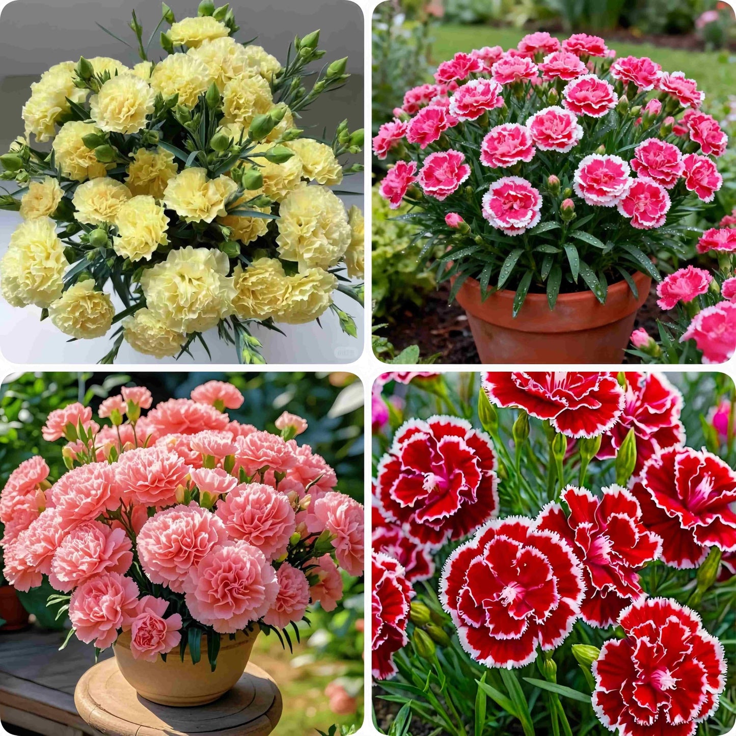 2999 PCS Carnation Flower Seeds for Planting – Dianthus Vibrant & Fragrant Blooms, Long-Lasting Flowers for Home Gardens, Flower Beds, Borders & Patio Containers