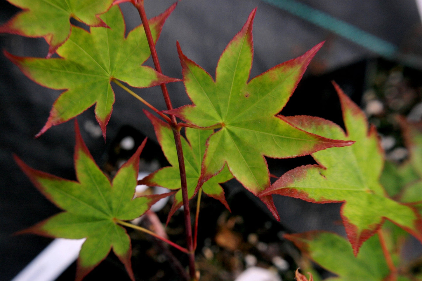 Shigarami Japanese Maple 2 - Year Graft
