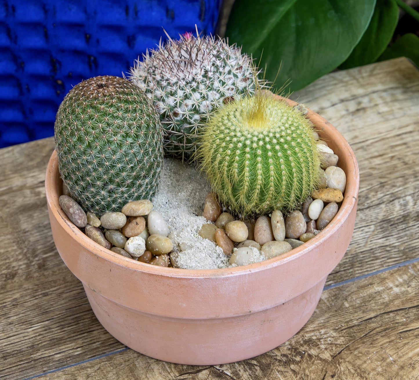 Altman Plants, Assorted Cactus Plants Live Cactus Decor (4PK), Cactus Plant Live Succulents Plants Live in Cactus Soil Potting Mix, Live Cacti Plants Live Succulent Plants Live Plants in Cactus Pot