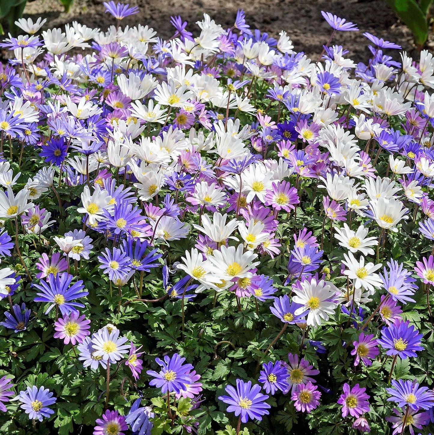 Amazing Deal! Anemone Blanda “Fireworks” – Colorful Perennial Flower Bulbs | Shade-Loving Windflowers in Purple, White, Pink & Blue | Attracts Butterflies & Bees | Zones 3–8 - (30 Bulbs)