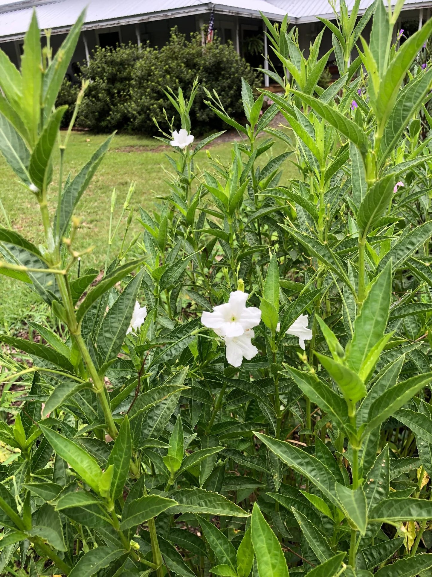 White Wild Petunia Ruellia Live Plants | Pack of 2 (Two) | 5-9" Tall | Mexican Petunia | Heat Tolerant Moon Garden Perennial | Adaptable to Wet or Dry Soil (Zone 8-11)