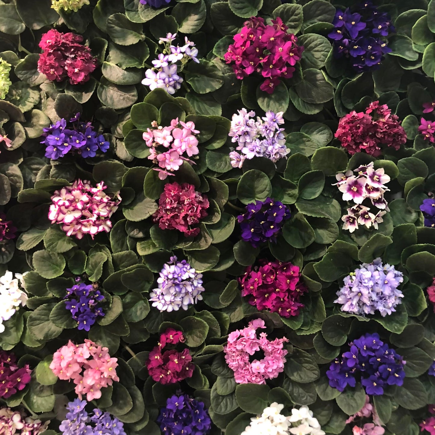 Optimara African Violet Variety Pack (2 Plants) 4" Pots, Grower's-Choice Assorted Varieties