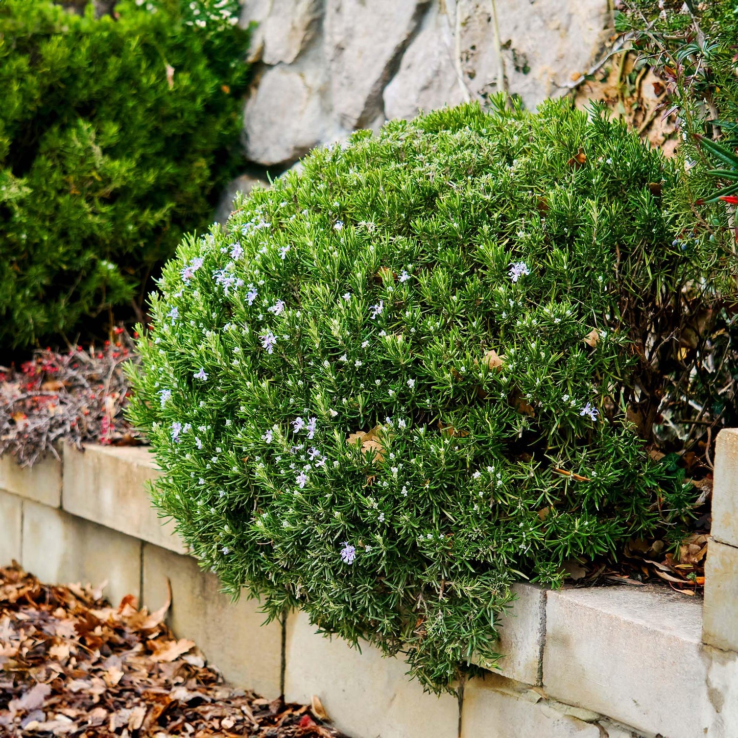 Perfect Plants Southern Living Chef's Choice Rosemary Bush in 1 Gallon Pot | Live Plant | Edible, Aromatic herb for Home Cooking and Gardening | Great for Cooking and Grilling | Zones 7-10