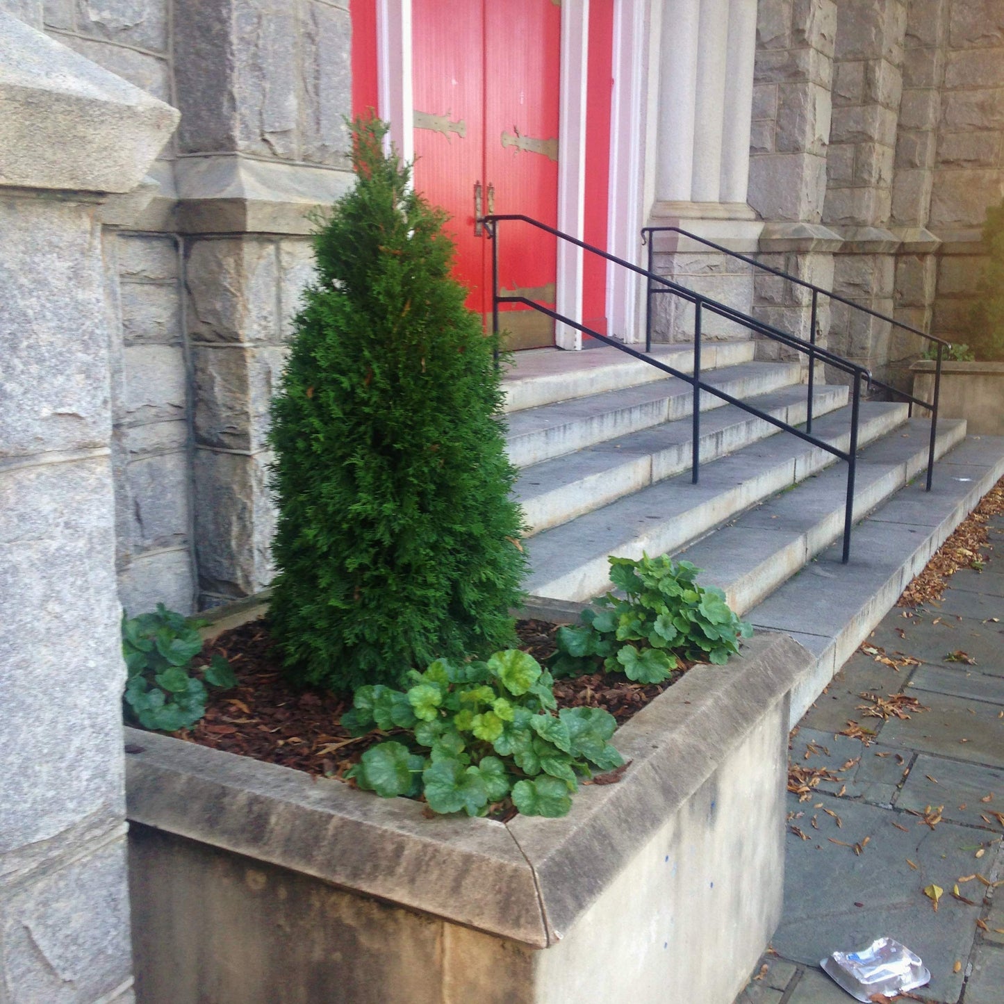 Emerald Green Arborvitae (2.5 Quart) Evergreen Shrub/Tree with Green Foliage - Full Sun to Part Shade Live Outdoor Plant