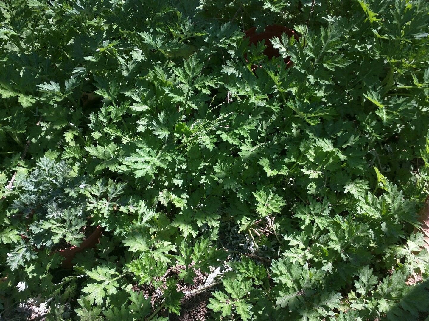 Live Plant Mugwort / Artemisia Argyi / Silvery Wormwood Herb 艾草 Ngải cứu