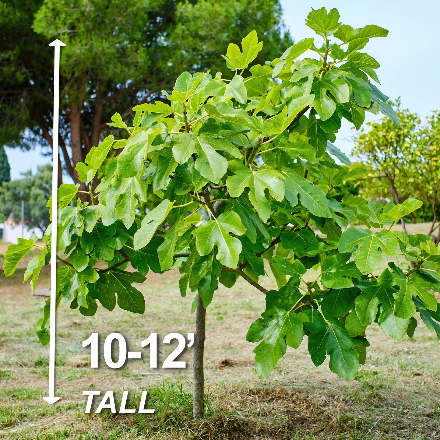 Garden State Bulb Chicago Hardy Fig Tree Bare Roots, Non-GMO (Bag of 2)