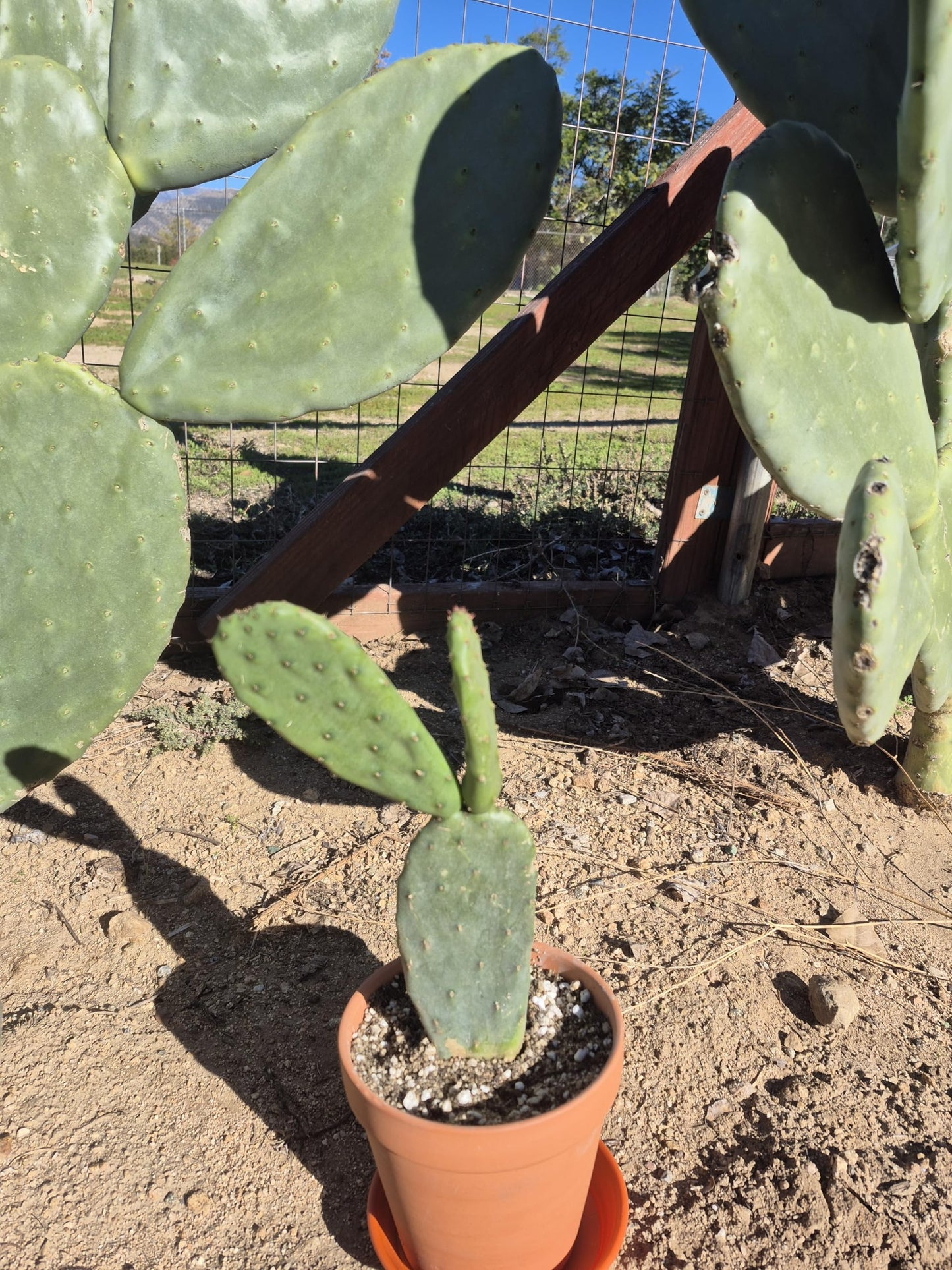 Live Indian Fig Prickly Pear Cactus Plant (Opuntia ficus-Indica) 6–10 in Tall, Ships Bare Root, Includes 6 in Terracotta Pot + Saucer, Cactus Soil + River Gravel