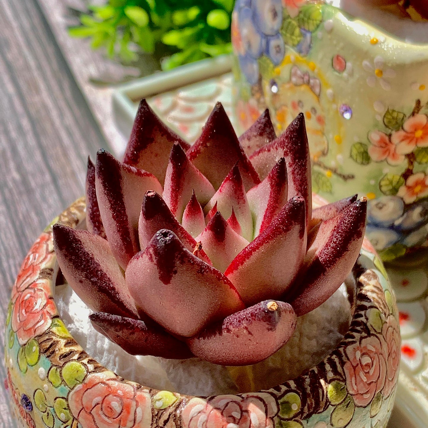 Echeveria agavoides Romeo Succulent Kit - with Plastic Pot, 1 Head 2" Live Plant, Compressed Soil & Guide, for Garden Indoor Office Desk (1, Echeveria agavoides Romeo)