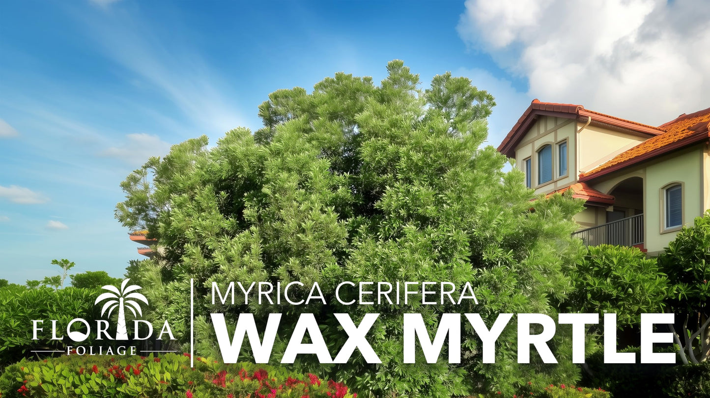 Wax Myrtle | 3 Live 4 Inch Plants | Myrica Cerifera | Fast Growing Shrub, Privacy Screen, Evergreen Foliage, Ornamental, Drought Tolerant, Low Maintenance, Garden Landscape