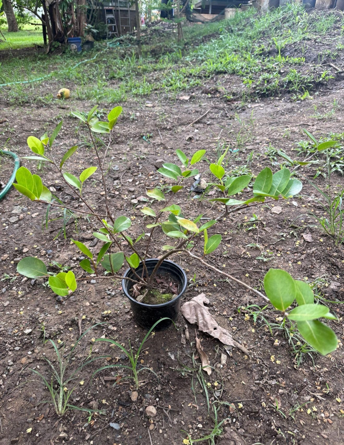 caco/Chrysobalanus icaco/Live Fruit Tropical Tree (1-2ft) Coco Plum Plant