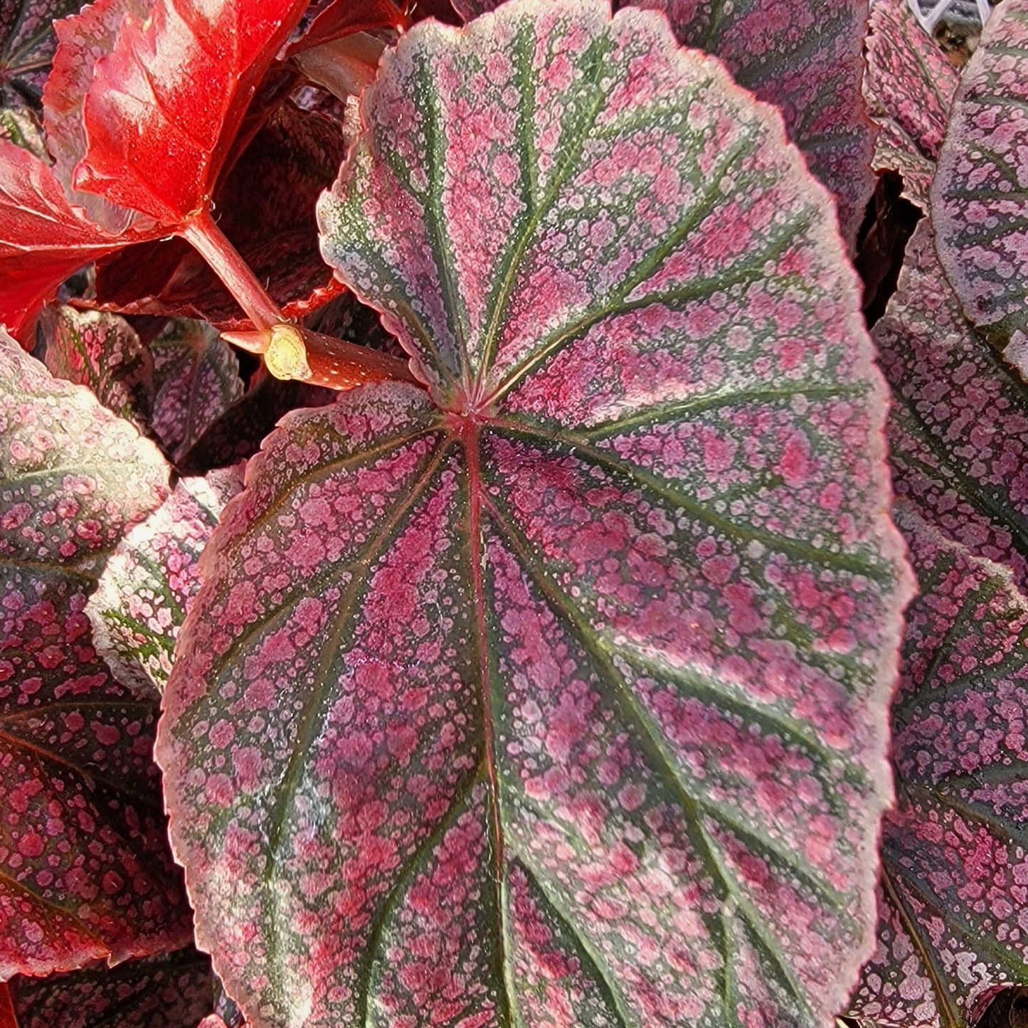 Begonia coccinea 'Pink Mink', Begonia Pink Mink, Angelwing Begonia, houseplant, Colorful Foliage and Bright Flowers, Container Size: 3.5"