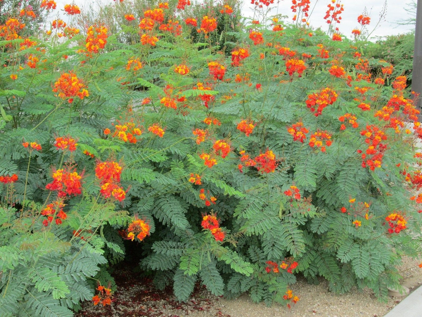 MEXICAN RED BIRD OF PARADISE PLANT 25 SEEDS BEST BUY