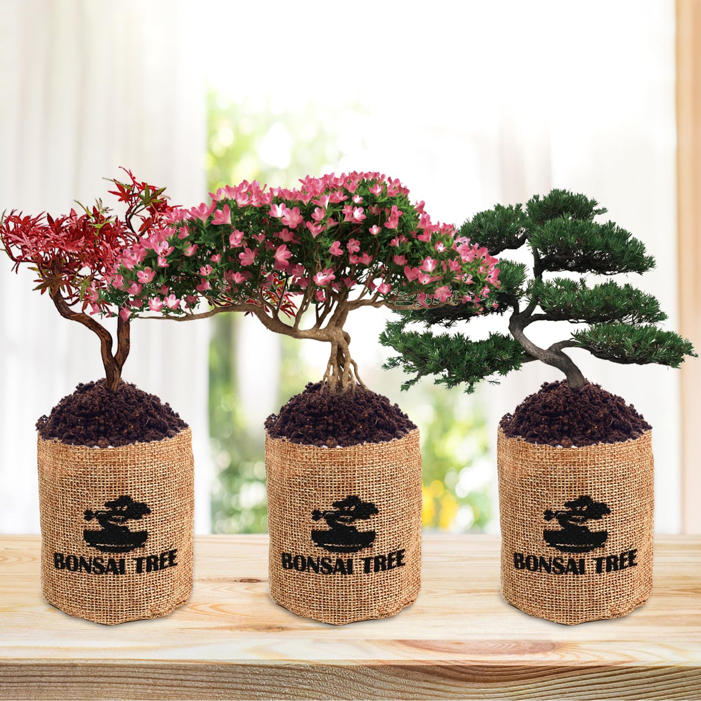 Sproutix Indoor Bonsai Garden Starter Kit, 5 Seeds Growing into Red Maple, Wisteria, Black Pine, Judas Tree, Acacia, Including Complete Gardening Planters & A Planter Box for Women