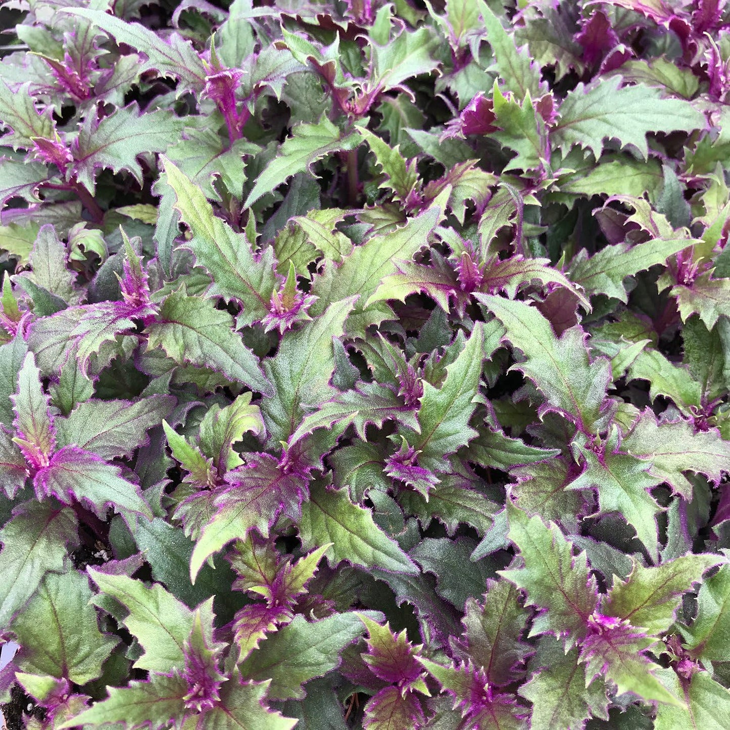 Purple Passion Plant - Royal Velvet - 1 Live Starter Plant - Gynura Aurantica - Beautiful Textured Colorful Foliage Indoor Houseplant