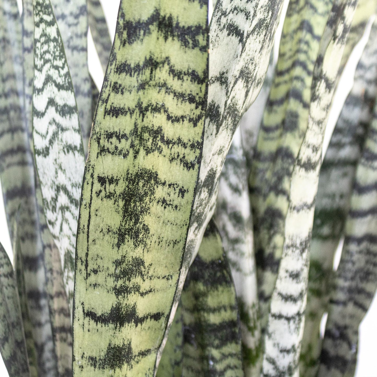 Live Snake Plant by United Nursery, Sansevieria Zeylanica 20-25" inches Tall in 10 inch Plant Pot, Easy Care Indoor House Plant for Office or Home Decor