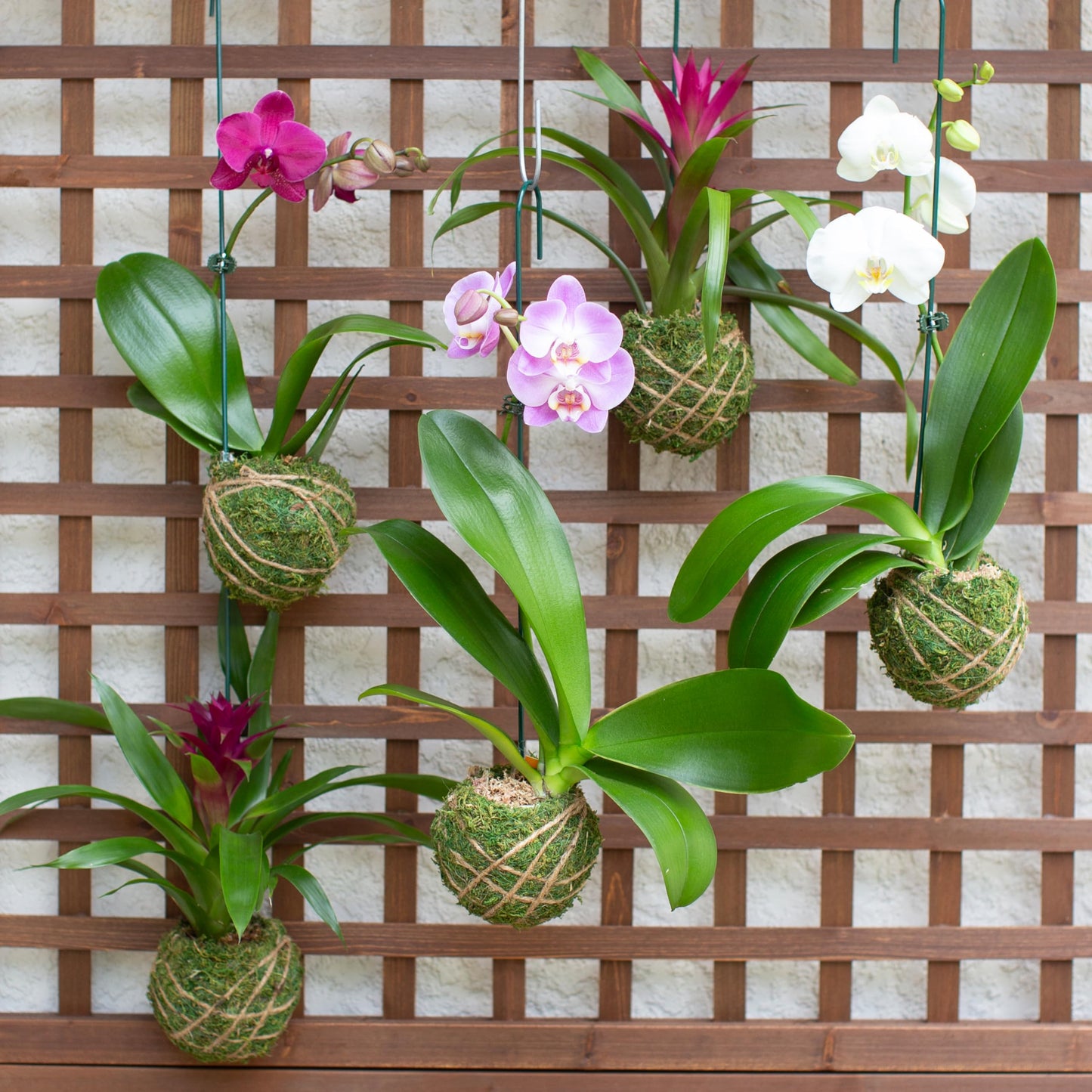 Better-GRO Bromeliad Hanging Kokedama – Indoor/Outdoor Decorative Planter, Low Maintenance Houseplant, Unique Home Decor - 12” Tall