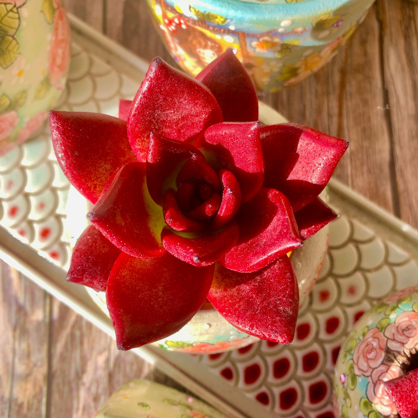 Echeveria Agavoides v Romeo Rubin Succulent Kit - with Plastic Pot, 1 Head 2.5" Live Plant, Compressed Soil & Guide, for Garden Indoor Office Desk (1, Echeveria Agavoides v Romeo Rubin)