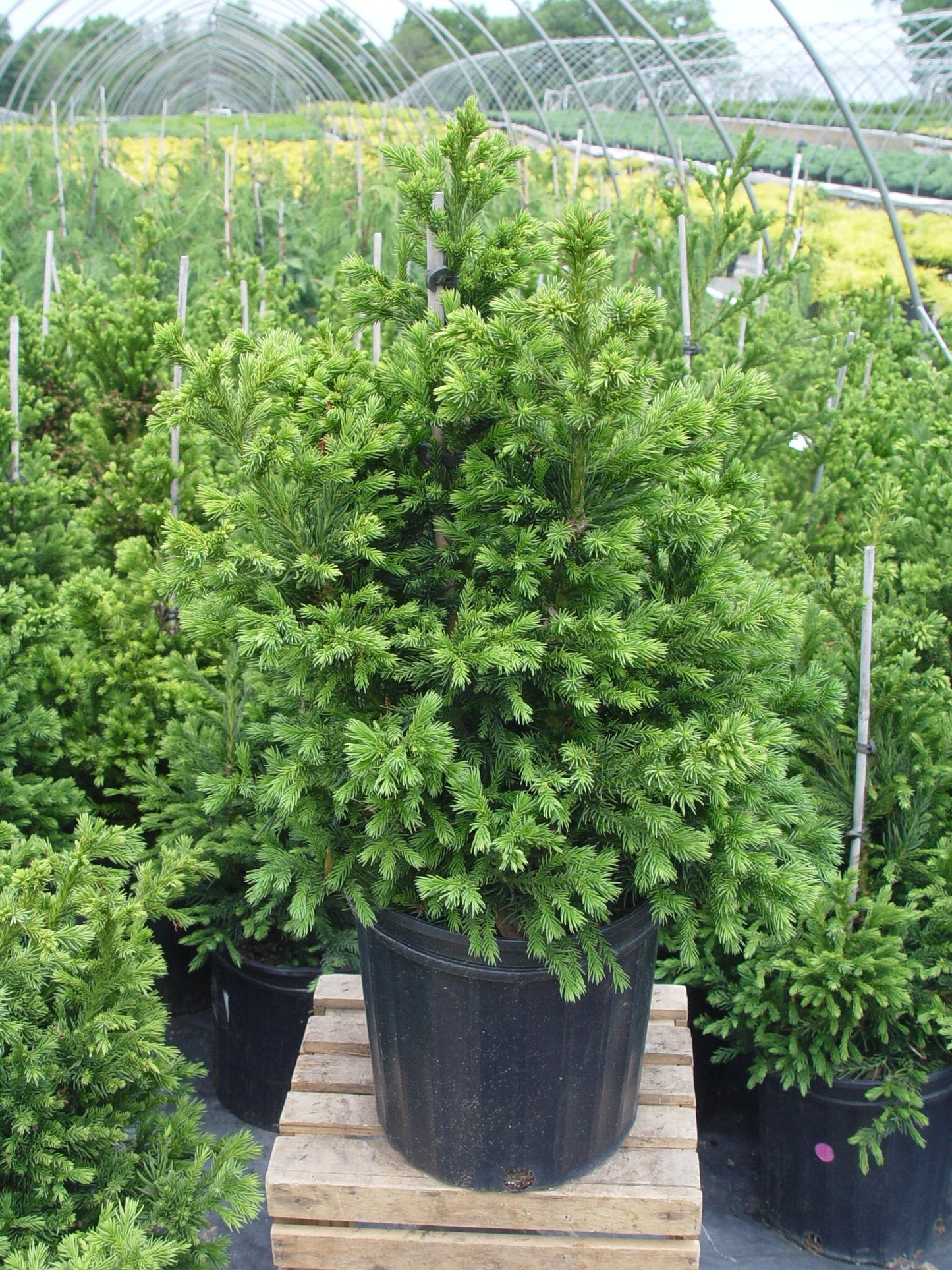 Cryptomeria Japonica 'Black Dragon' (Black Dragon Japanese Cedar) Evergreen, #3 - Size Container