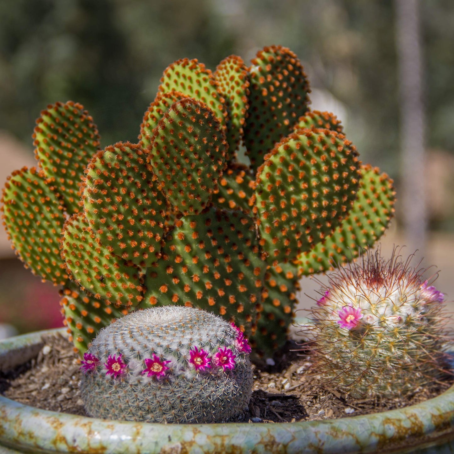 Altman Plants, Assorted Cactus Plants Live Succulents (8 Pack), Live Cactus Plant Lover Gifts, Cacti Succulents Plants Live Houseplants, Succulent Indoor Plants Live Plants in Cactus Soil Potting Mix
