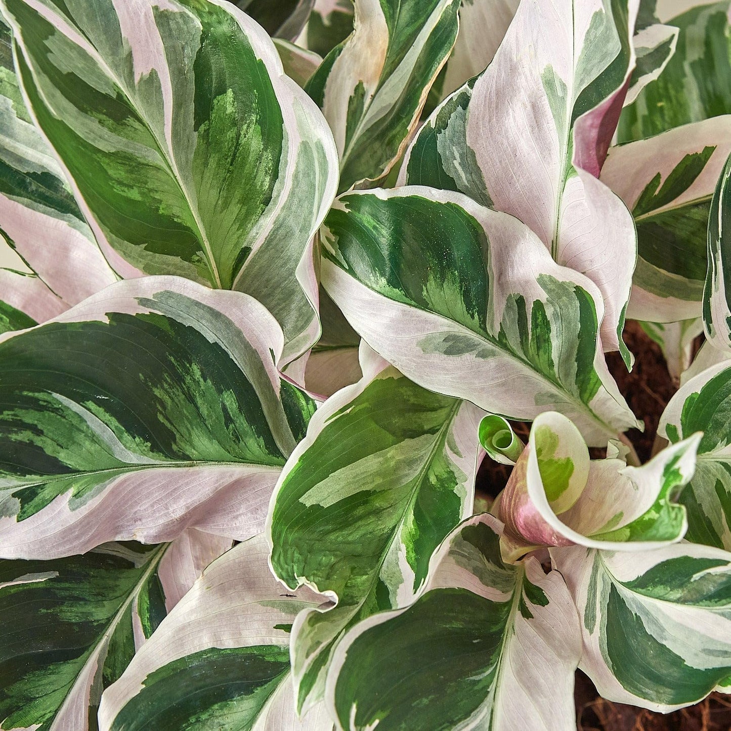 Calathea 'White Fusion' | Live Plant for Indoor & Outdoor | for Living Room, Office, Bathroom | (4" Pot)
