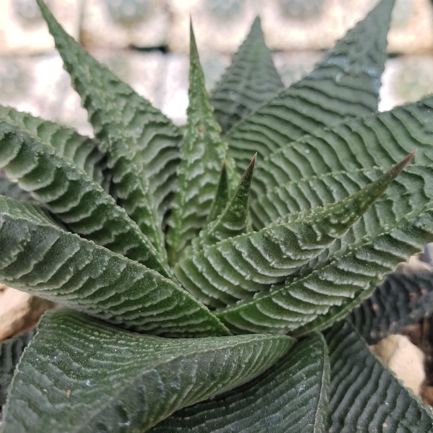 Haworthia limifolia spiralis Cacti Cactus Succulent Real Live Plant