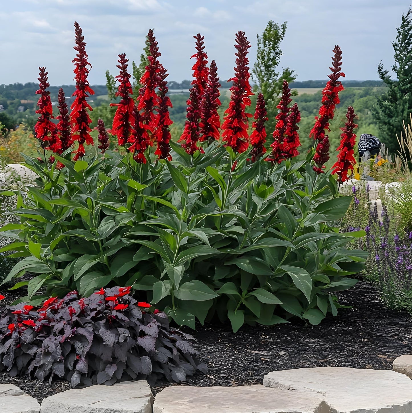 Red Cardinal FlowerRootstock for Planting - Lobelia cardinalis - Stunning Red Blooms, Attracts Hummingbirds (1 Plant)