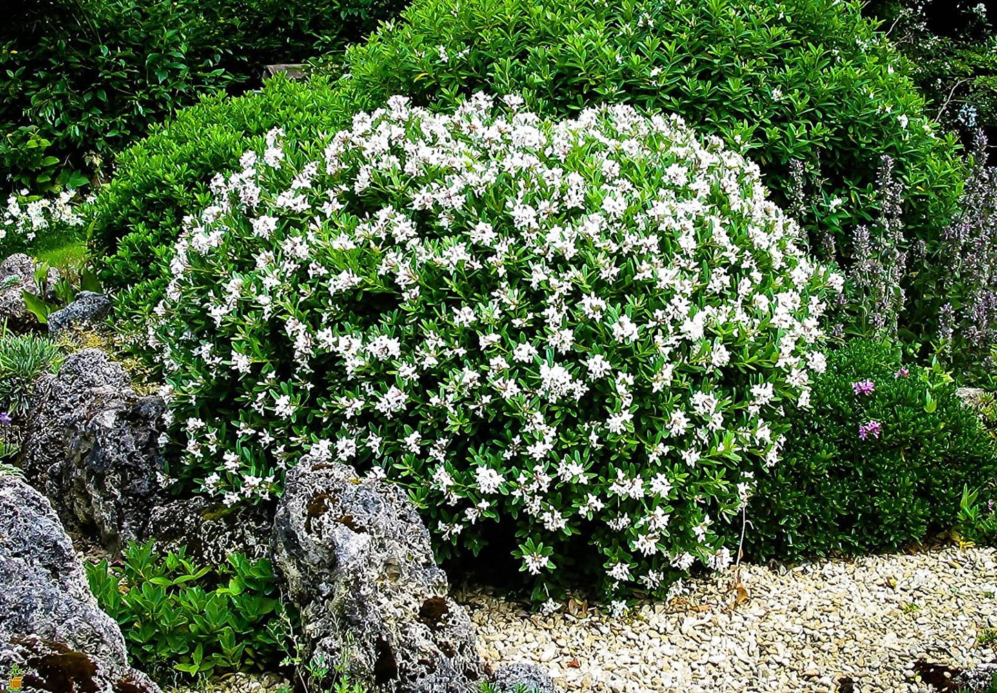 August Beauty | 3 Live Plants | Gardenia Jasminoides | Fragrant Blossoms, Evergreen Shrub, Indoor Outdoor Plant, Ideal for Landscaping, Low Maintenance, Beautiful White Flowers