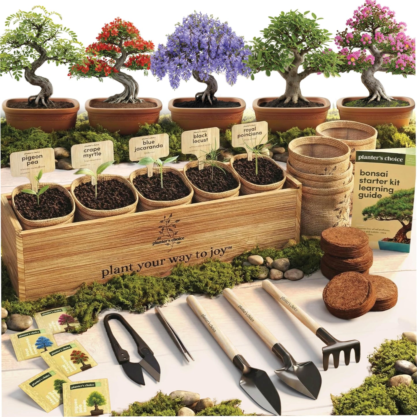 Planter's Choice Bonsai Tree Starter Kit - Mothers Day Gifts for Women, Men - Birthday Gifts for Adults - Indoor Live House Plants - DIY for Adults Craft Kits - Unique Hobby Gift Gardening Lovers
