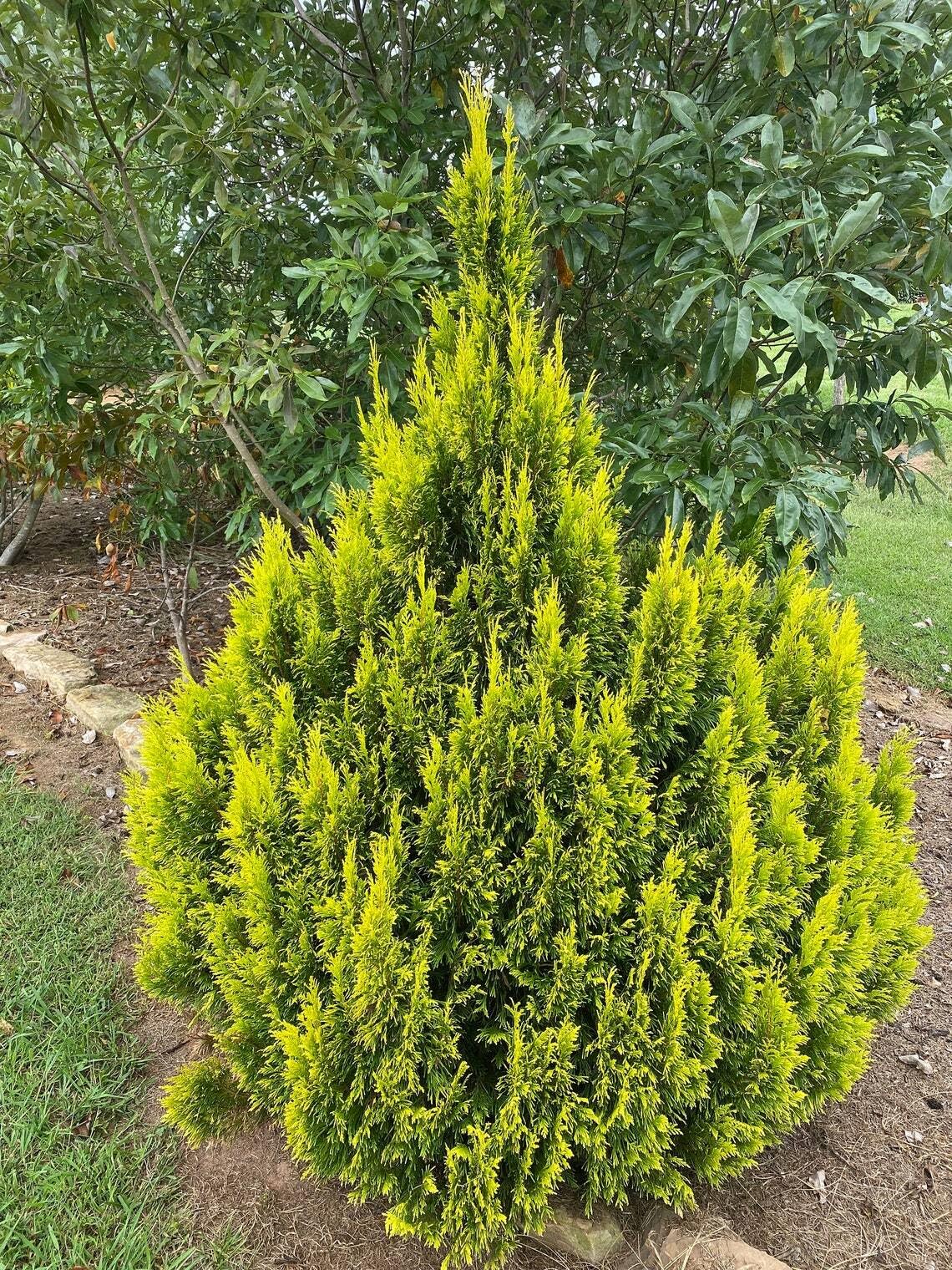 Live Plant - Golden Thuja Arborvitae Shrub/Tree - Live Plant, 8-14" Tall Seedling - Quart Pot