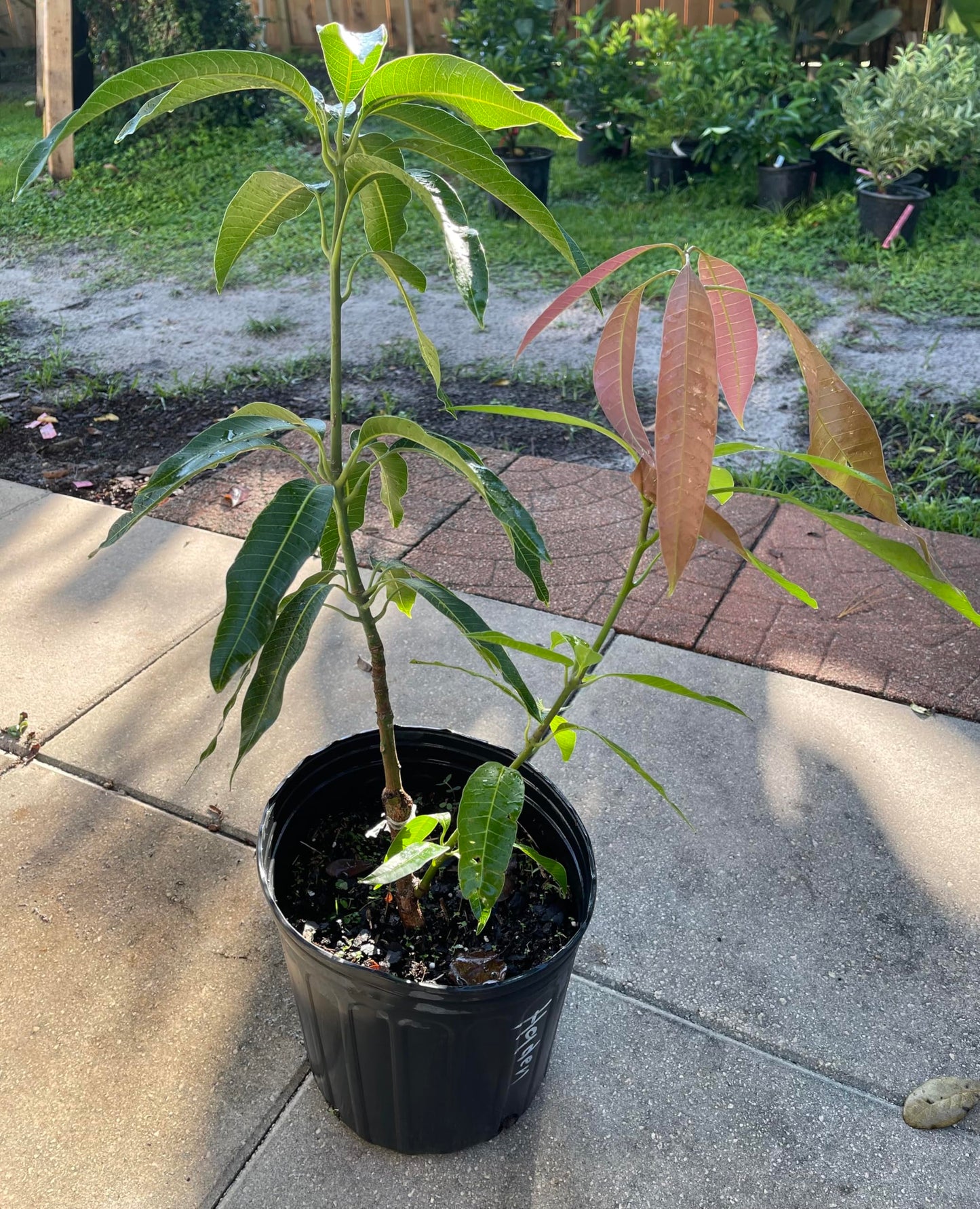 Live Grafted Haden Mango Tree, Mango Plant, 2 to 3 Feet Tall in 3 Gallon Pot - Cannot Ship to CA, HI