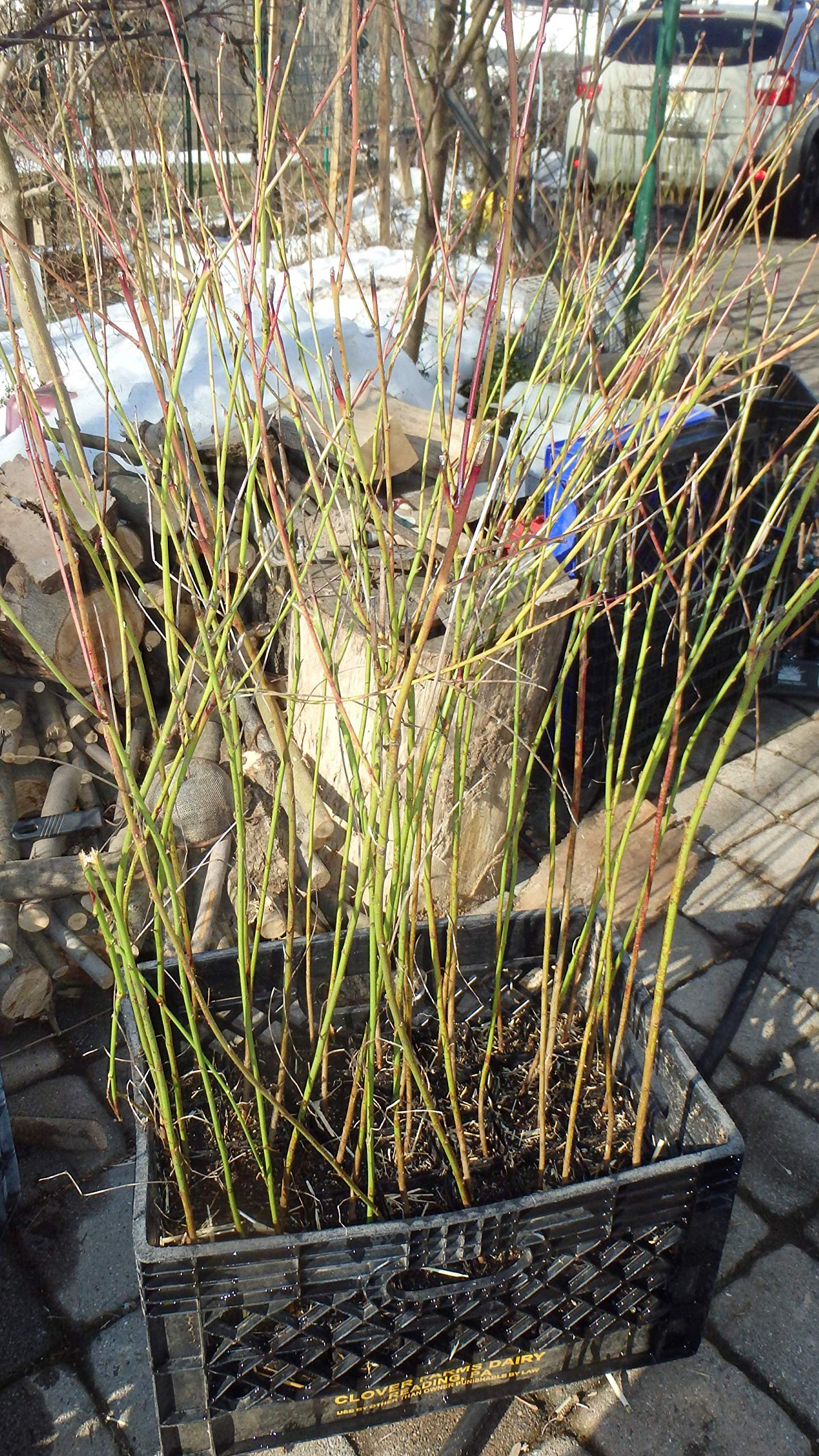 Prunus persica Nemaguard (Peach Seedling) Live 1-2 y.o. Plant
