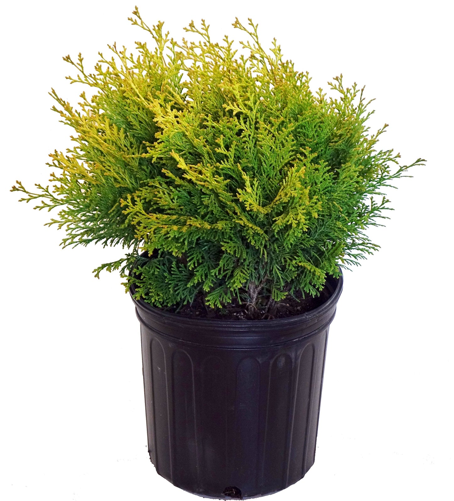 Chamaecyparis p. 'Vintage Gold' (Cypress) Evergreen, gold foliage, #2 - Size Container