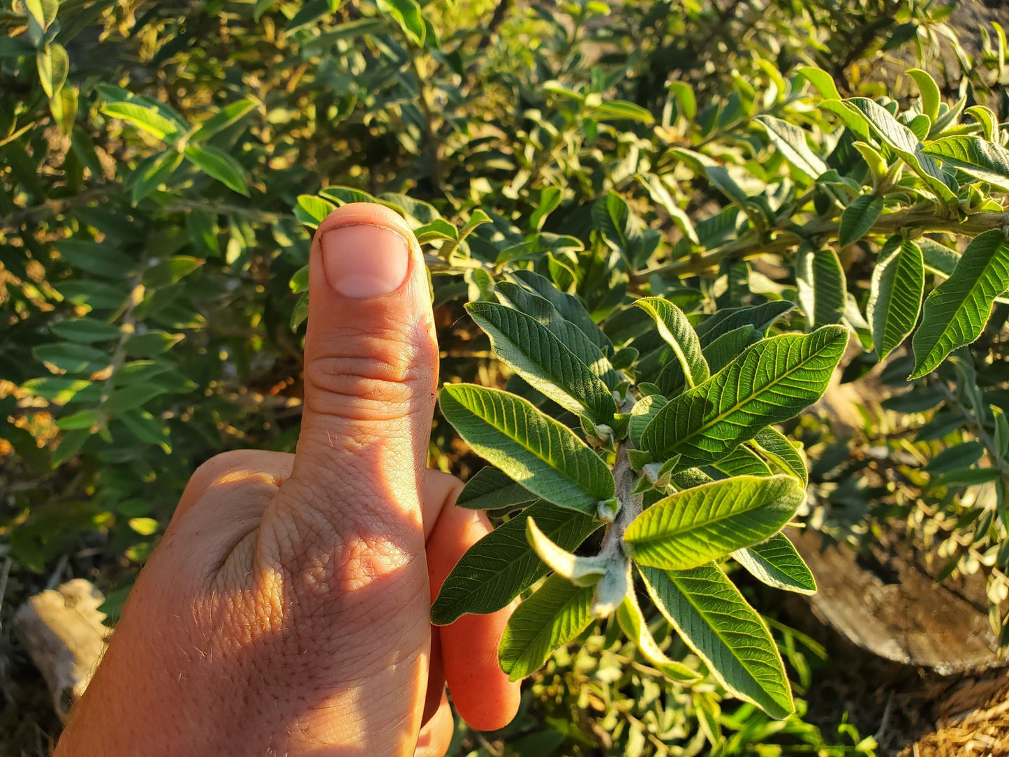 Dwarf Guava Guava Live Plant – 4–6” Tall Nano Leaf Guava – Rare Psidium Guajava Variety – Micro Leaf Guava - Compact, Fast-Growing, Indoor/Outdoor, Container-Friendly – Delicious Fruit