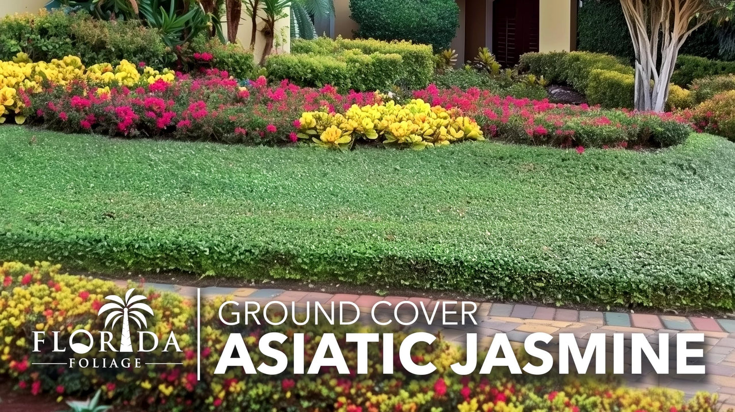 Asiatic Jasmine | 30 Live Bare Root Pips | Trachelospermum Asiaticum | Low Maintenance Ground Cover Plants | Fast Spreading Evergreen for Landscaping