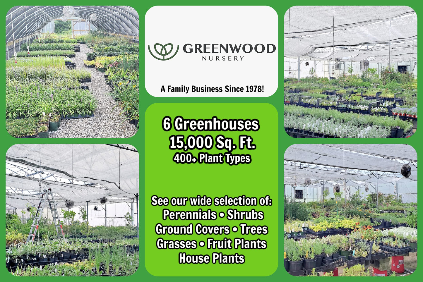 Greenwood Nursery: Live Perennial Plants - Pineapple Sage + Salvia Elegans - [Qty: 2X Pint Pots] - (Click for Other Available Plants/Quantities)