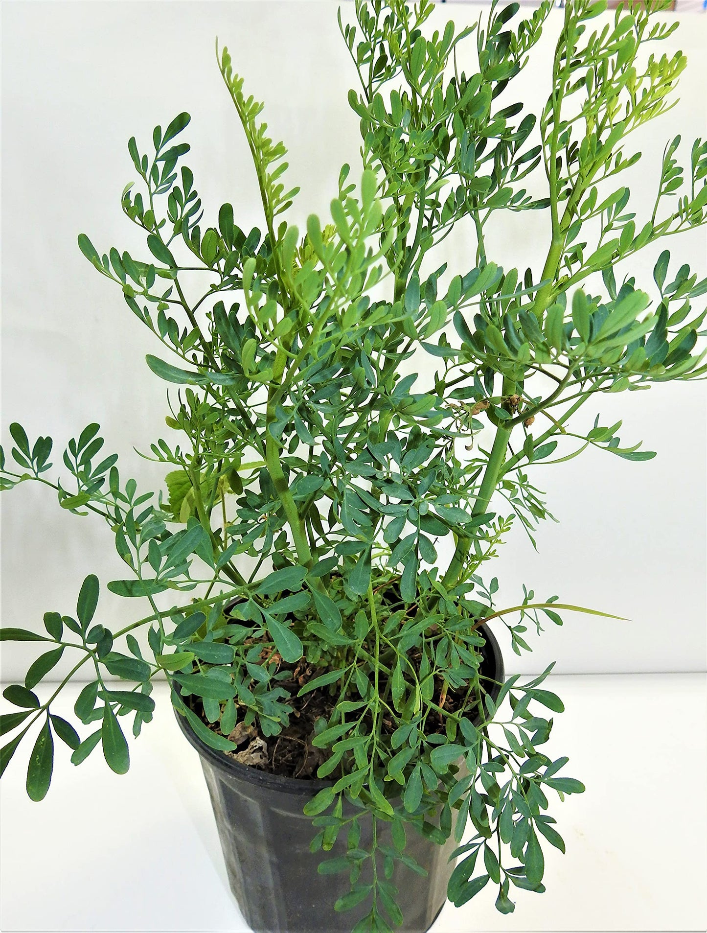 Plant, Ruda Plant Common Rue Ruta graveolens Herb of Grace 5 to 7 inches Tall