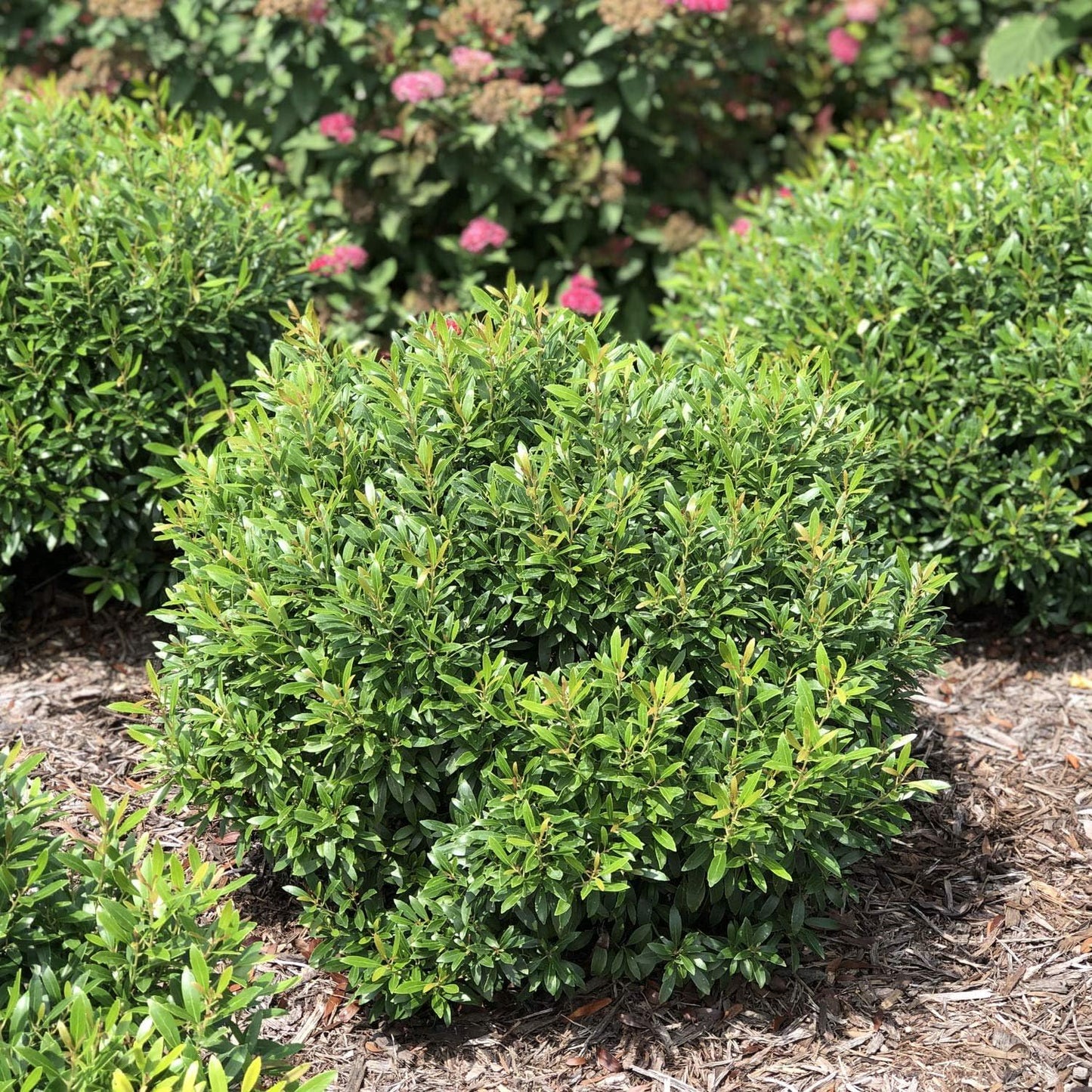 Inkberry Holly Shrub | Ilex Glabra | 10 Live Plants | Cold Hardy | Excellent Border Shrub & Foundation Hedge