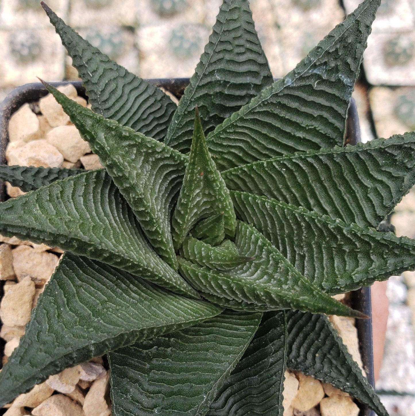 Haworthia limifolia spiralis Cacti Cactus Succulent Real Live Plant