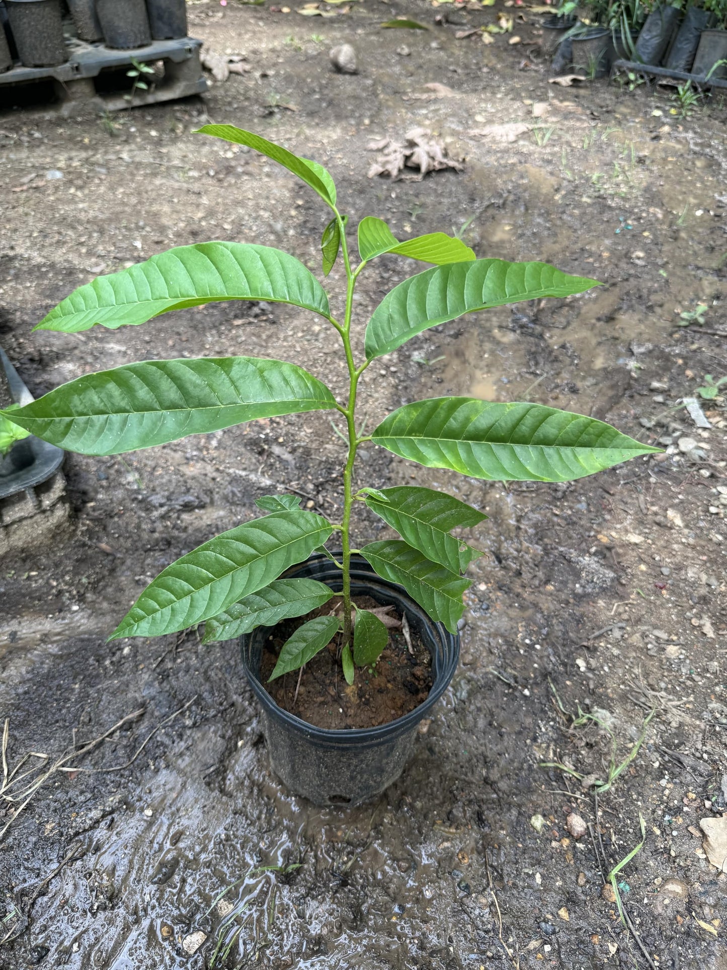 Custard Apple (Annona squamosa) Live Fruit Tree Arbol vivo Perfect for Garden