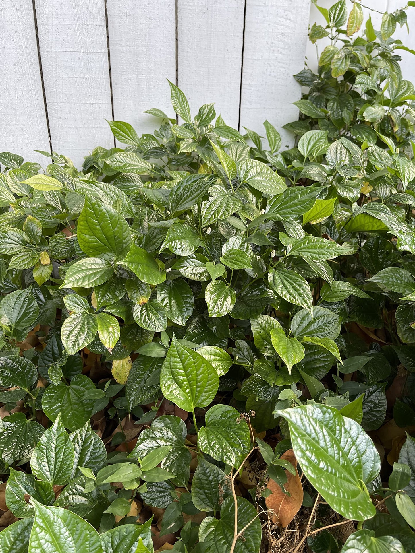 4" Pot Live Betel Leaf Plant, Piper sarmentosum, Piper Lolot-Organic, La Lot or Vietnamese Betel