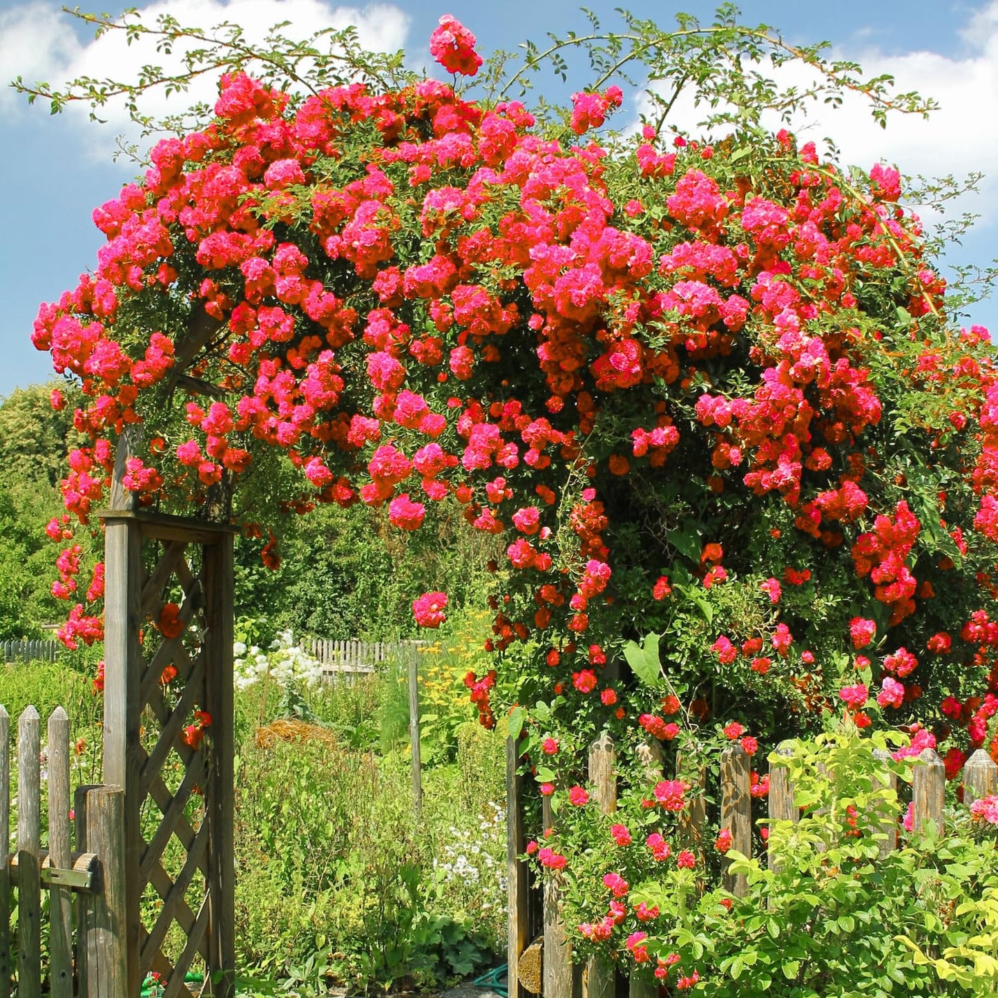 Red Climbing Rose Live Plant, Can Grow As Rose Bushes Shrubs, Fragrant Ready to Plant, Starter Size, 5 to 10 Inc Tall, Dormant in Winter