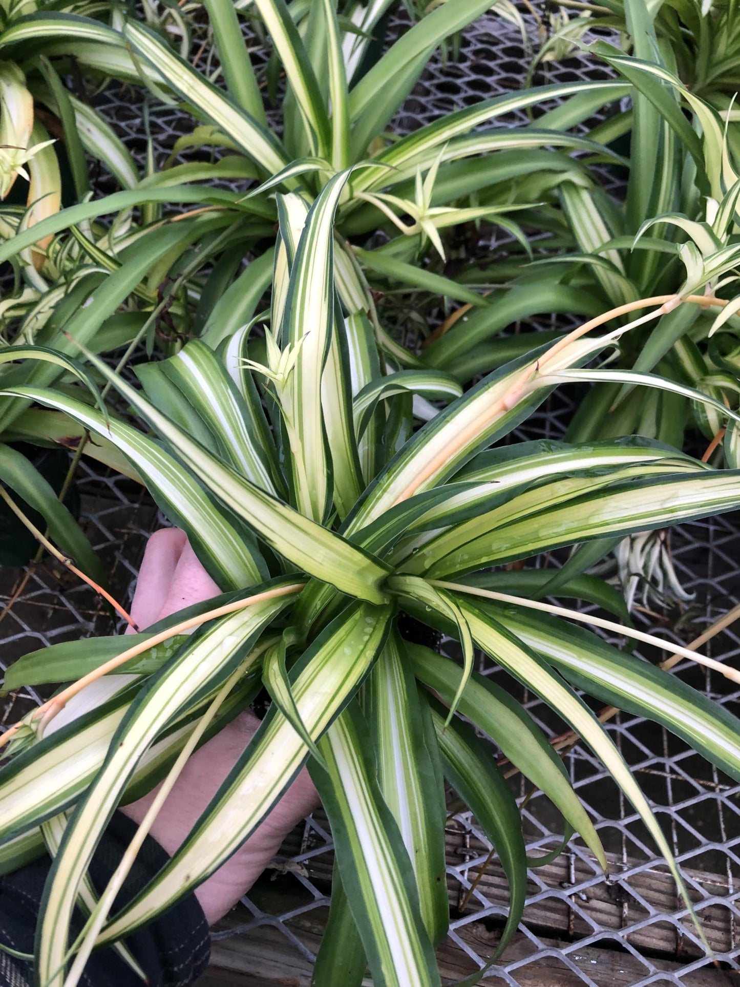 Generic Hawaiin Spider Plant ~ Variegated Green and White ~ Live Large Plant for Home or Office